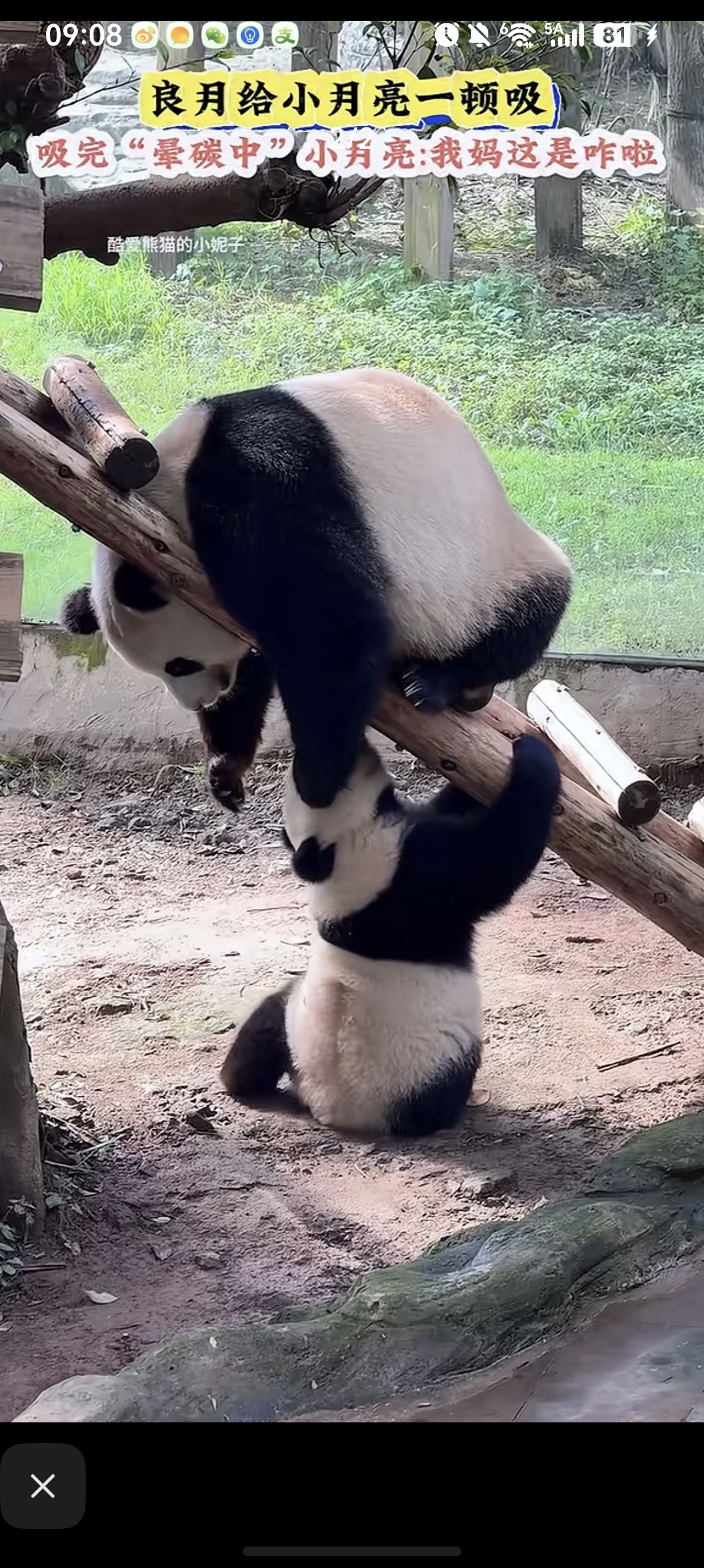 我从来没有饲养大熊猫，我懂动物的野性，熊猫也是吃肉的，怎么让它吃竹子，在保护它的