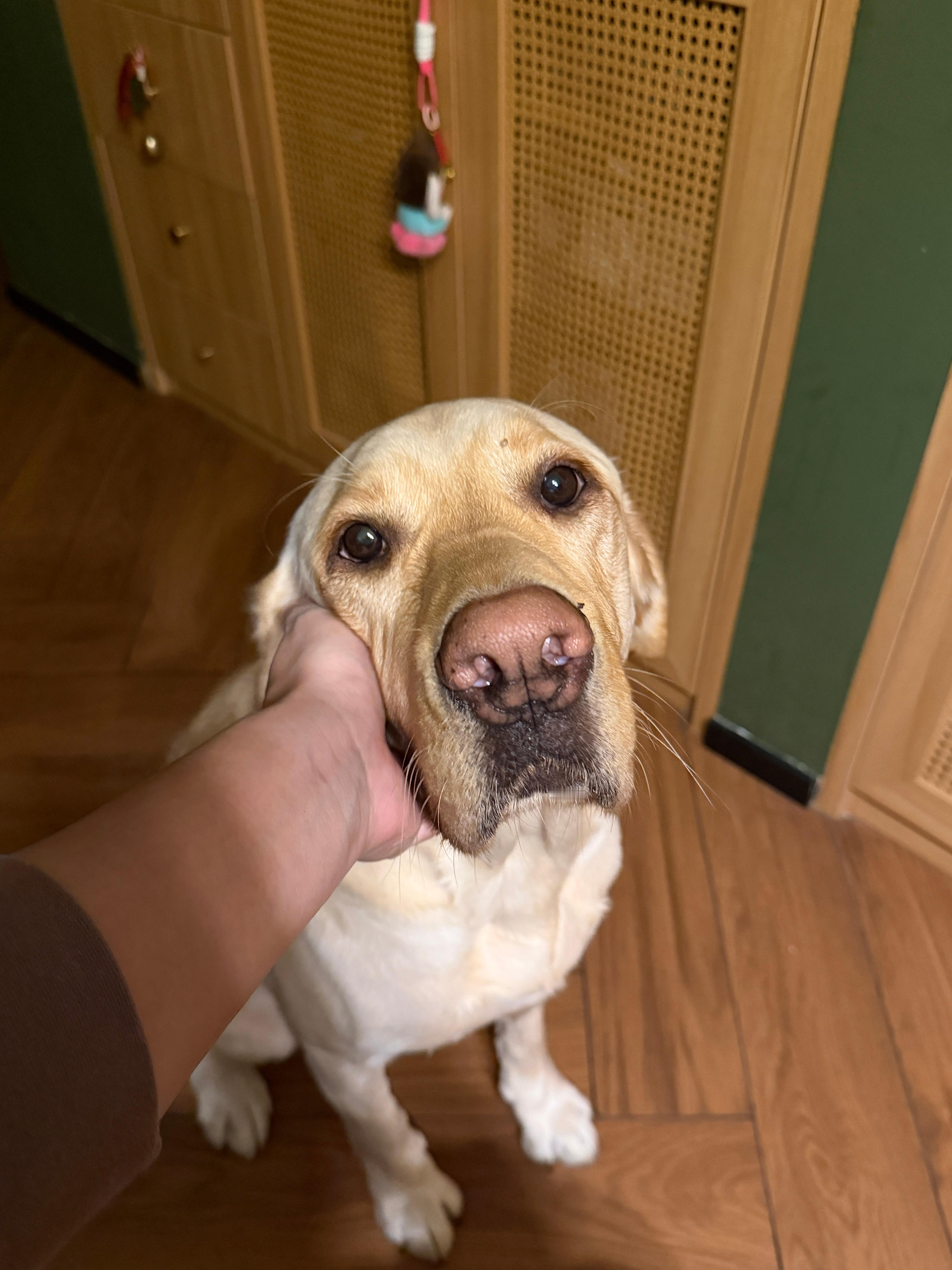 零跑A10上市28天大定超4万 上市28天，大定破4万，非常强势的一组数据，对于