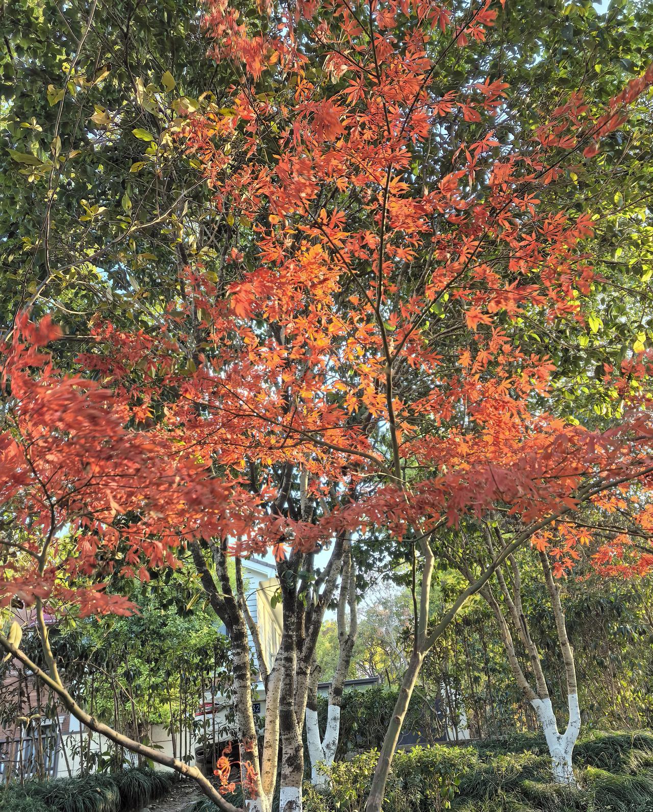 自己有什么做不到需要依靠别人吗? 生活里，完全靠自己和依赖别人都不是最优解。小时