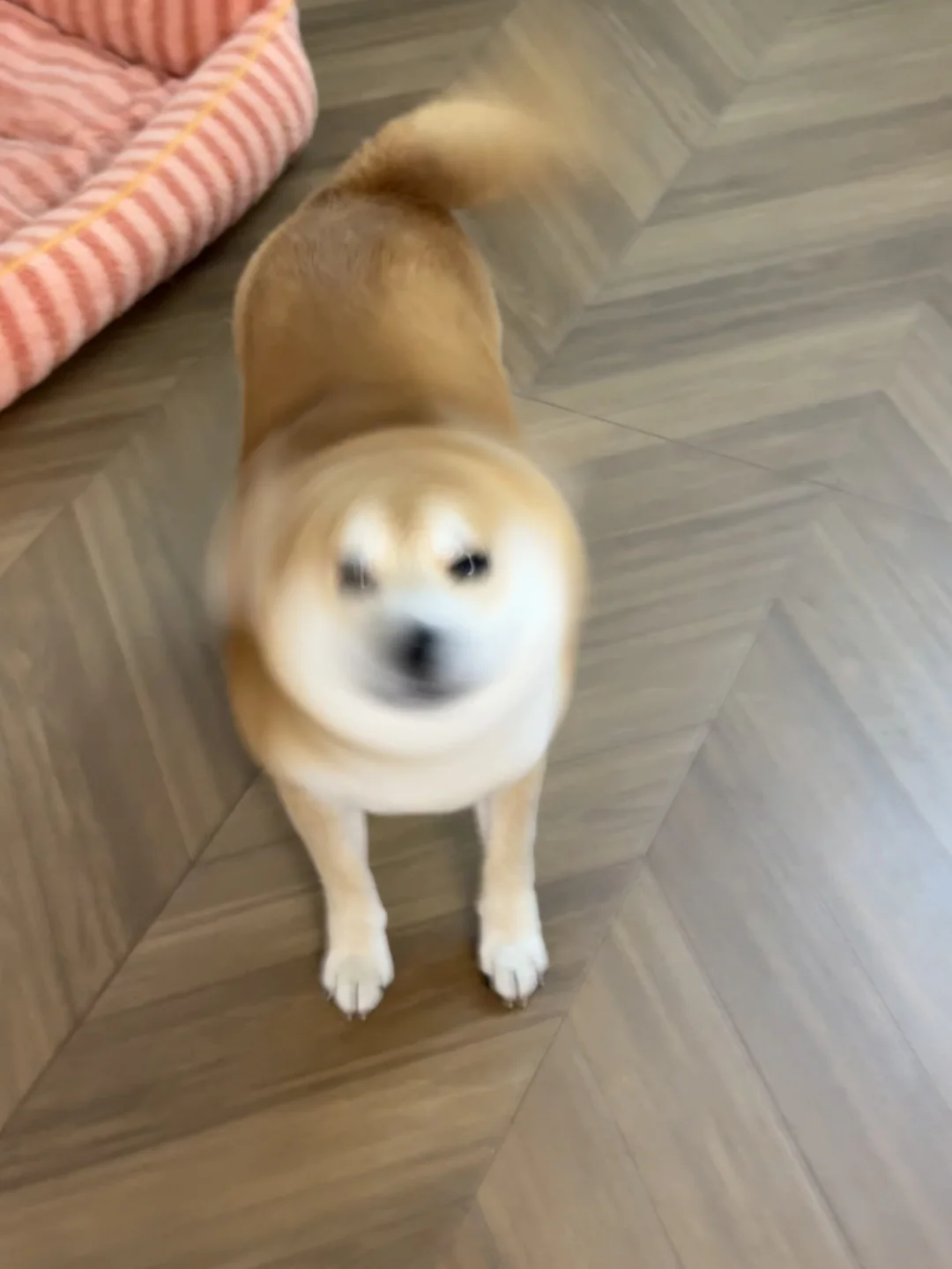 这新饭饭肉香直冲天灵盖 本柴口水直流啦