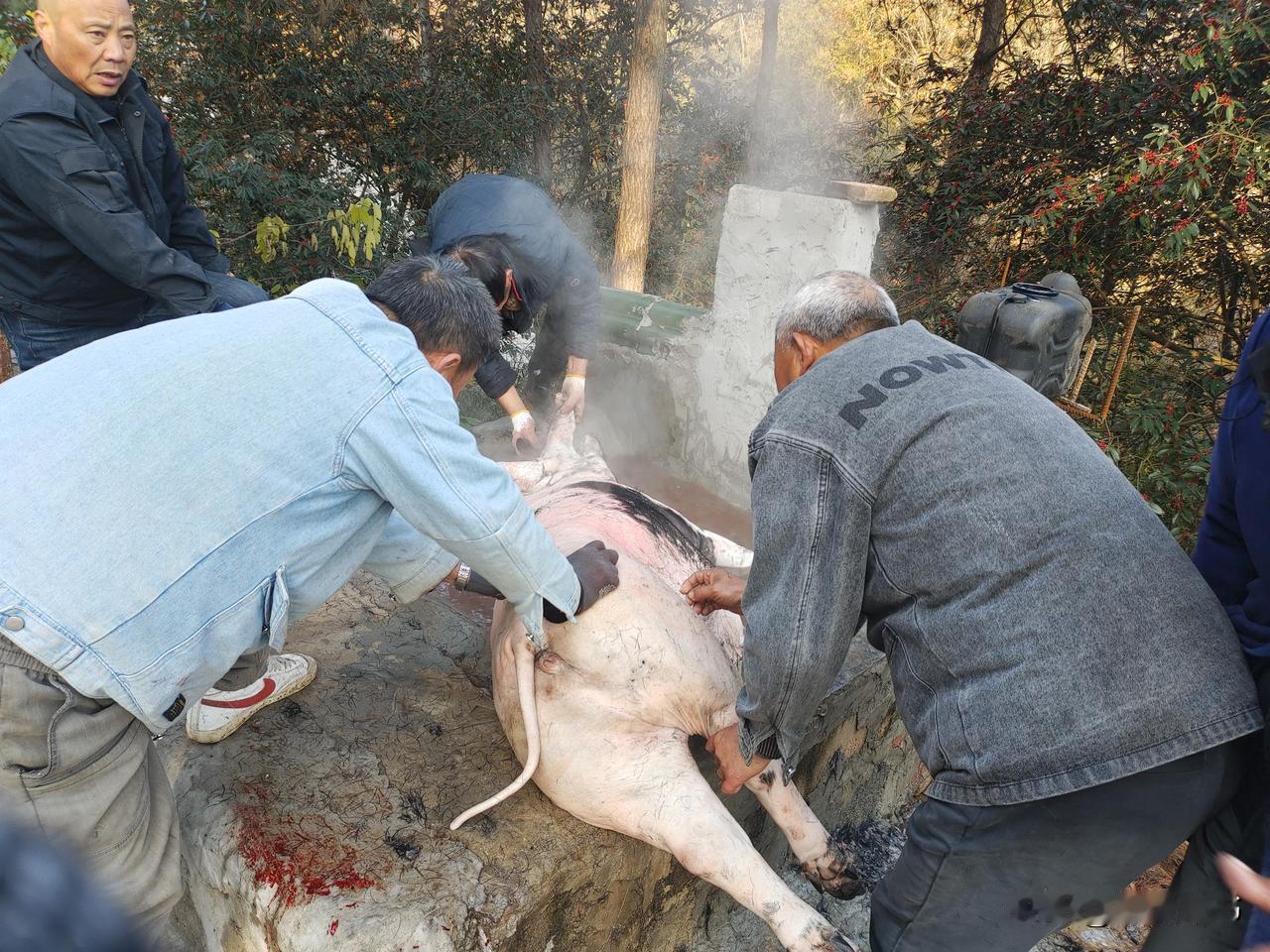 杀年猪，吃血汤杀猪饭了。[偷笑]

在江南空旷的打谷场上。一头大肥猪，四足被捆，