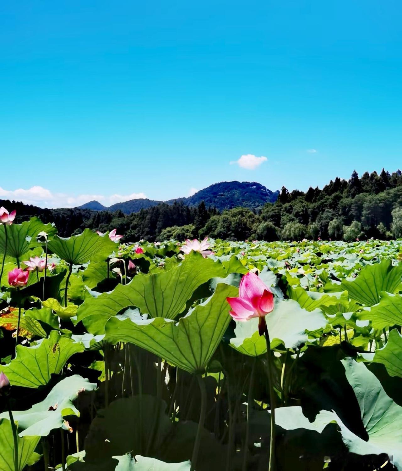 杭州西湖的荷花美景，从含苞到盛放，再到静默地结出莲蓬，它的一生都在诠释何为‘圆满