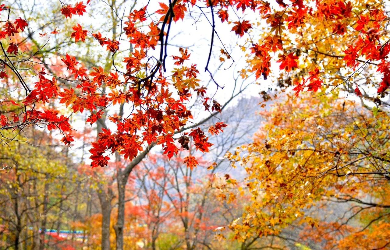 追风行者自驾盘锦红海滩7日游 寒风虽至，车友们探访本溪关门山的热情却如火炽烈。漫