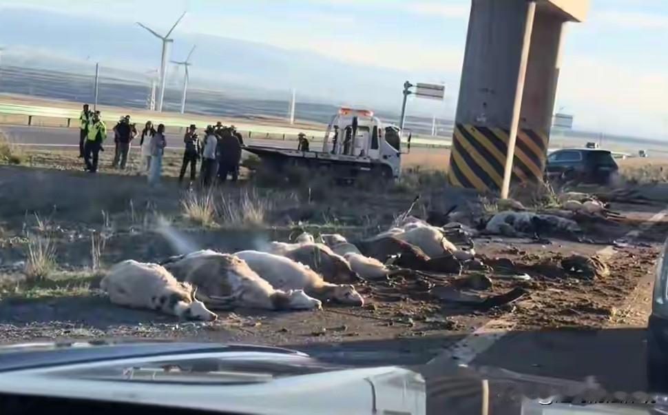 湖南湘潭，突然一辆轿车失控冲进羊群，连撞带压当场死了54只山羊。司机被认定全责，