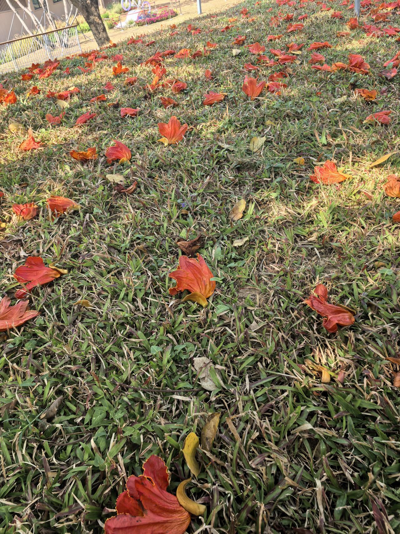 晒晒你拍的花草图片没想到落英缤纷也是如此美丽。