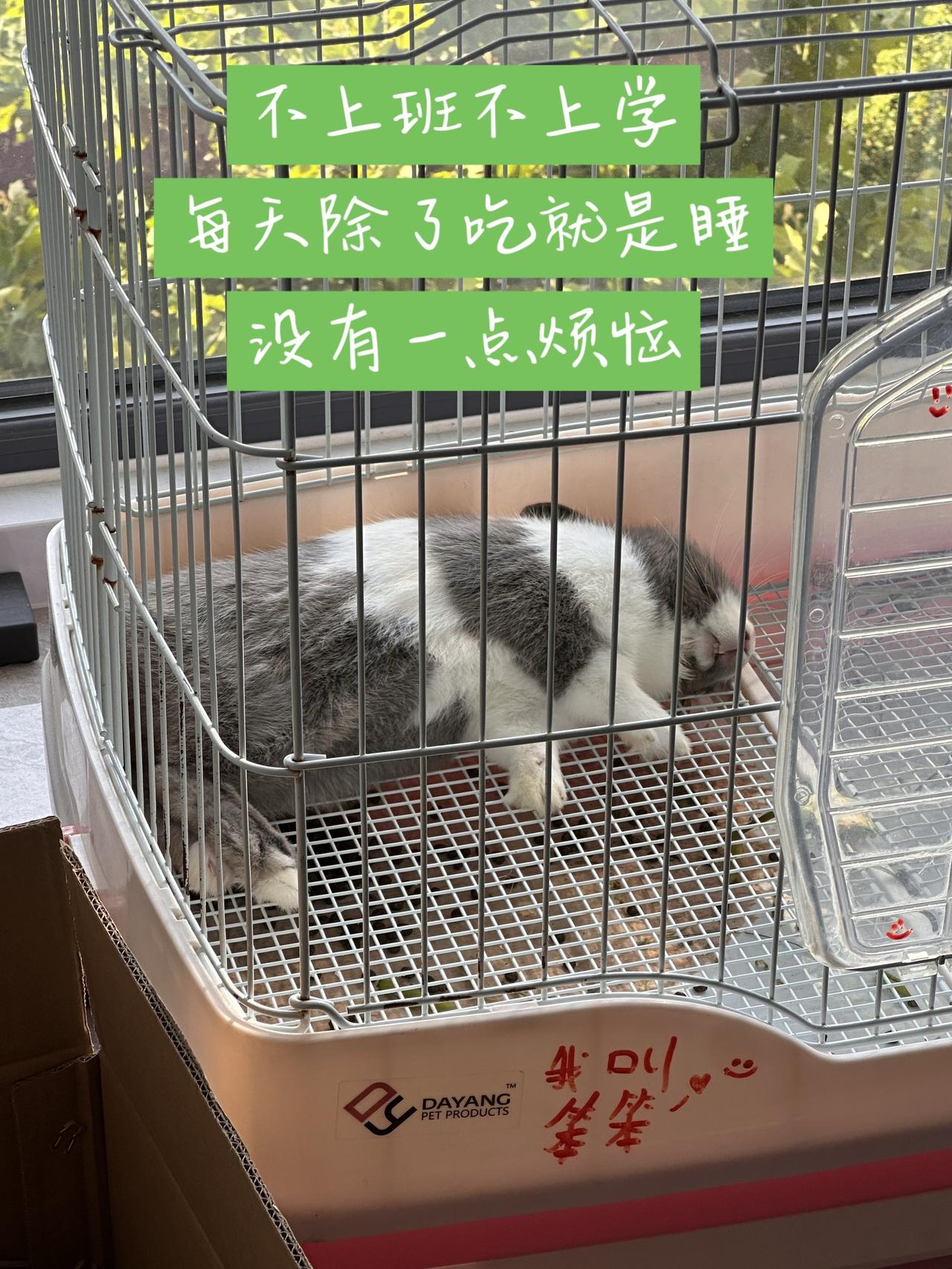 兔兔这么可爱 道奇兔
