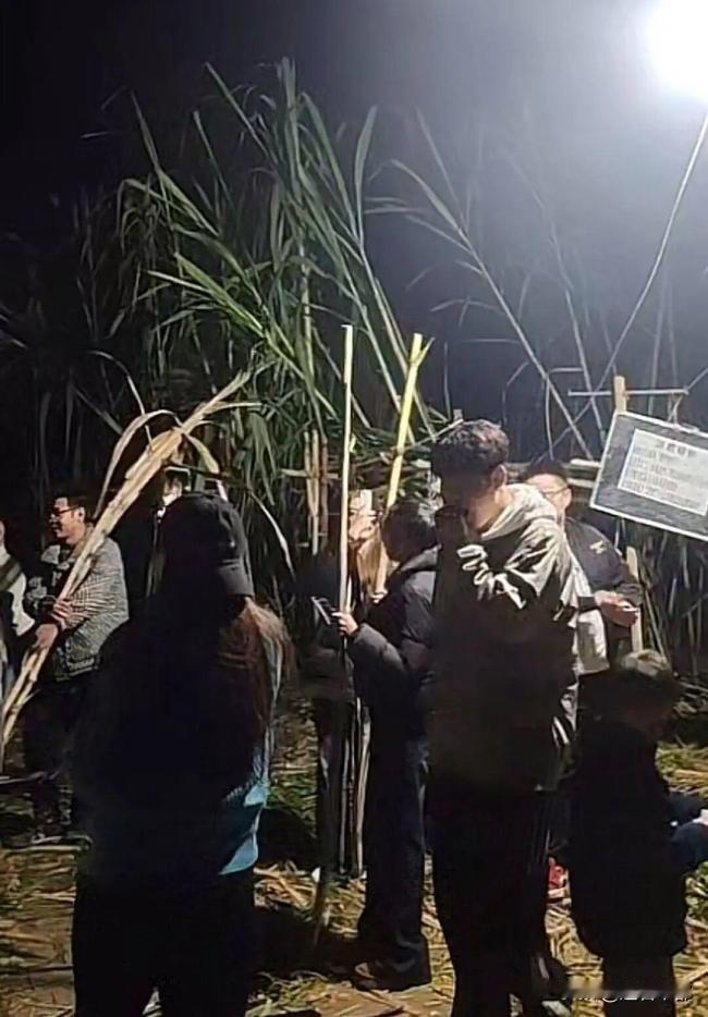 超市 9.9 元就能买到削好的甘蔗，为啥年轻人非要深更半夜扎进泥地 “冒险”？这