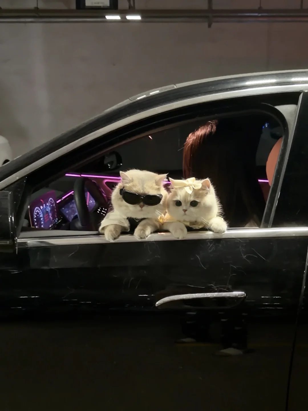 这么可爱的小猫我有两个（自豪版）
