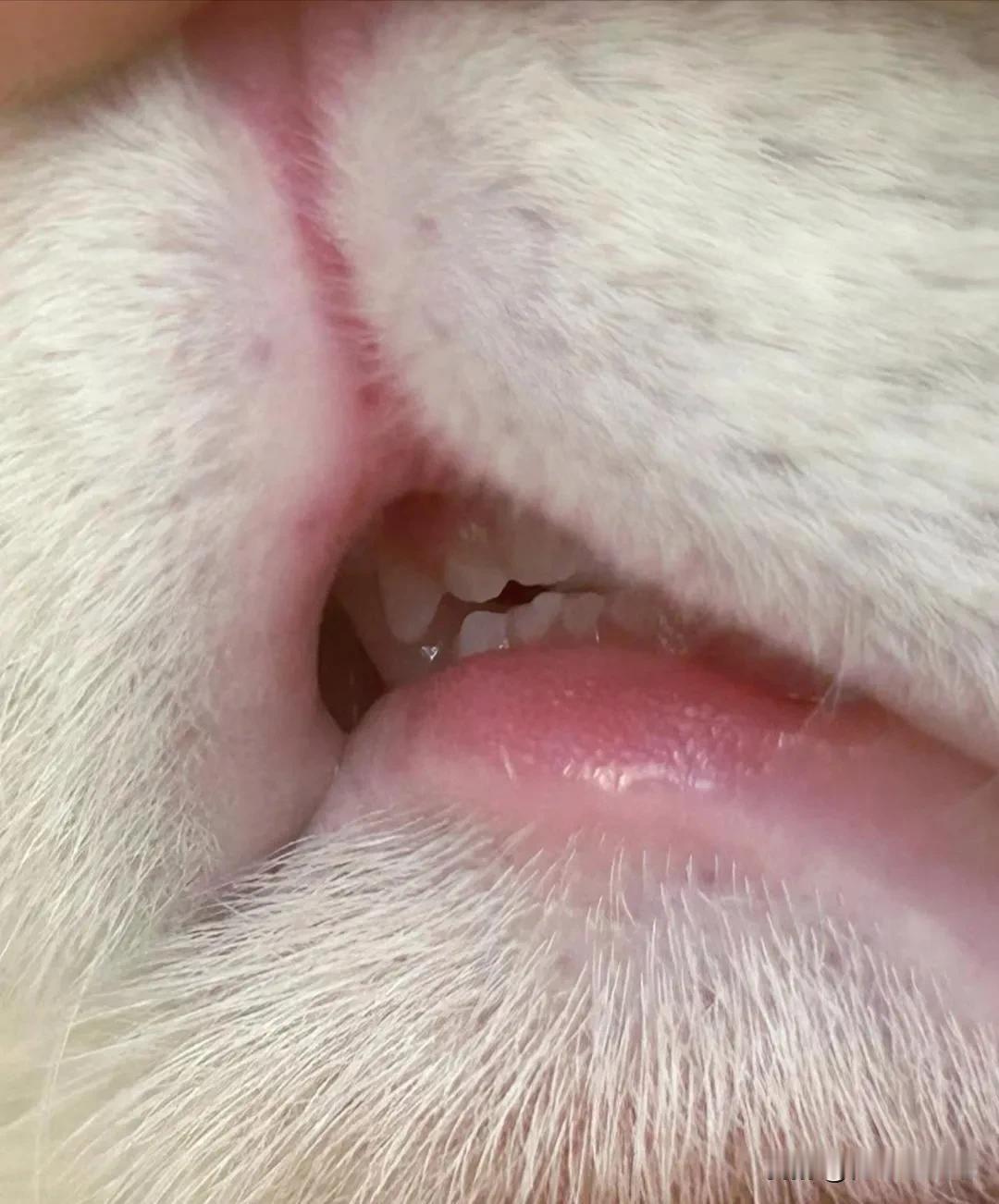 当我好奇的掰开猫的嘴[灵光一闪]，牙齿好白[捂脸]主要是人家也不刷牙啊[笑哭]