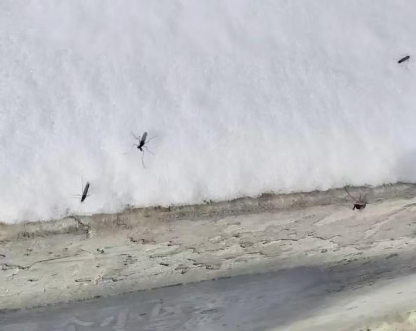 全网征集2026最美雪景图喜欢看雪啊，连夏天的蚊子都出来玩雪