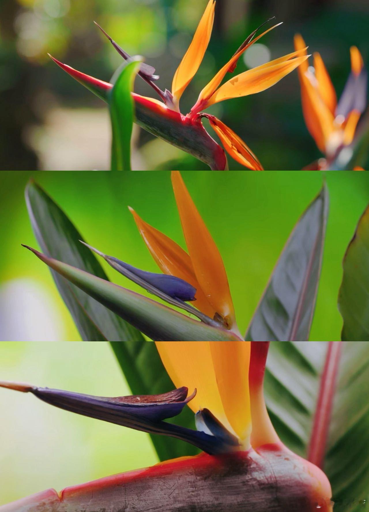 原来天堂鸟还会开花会招待小鸟的花花你见过吗 真被开花的天堂鸟戳到了，身姿舒展仙气