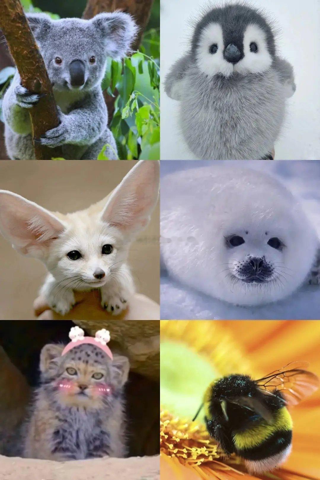 你觉得这几种动物哪种动物最可爱？