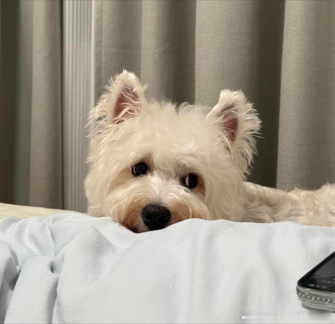 不呆圆圆的小眼睛呆呆🐶 