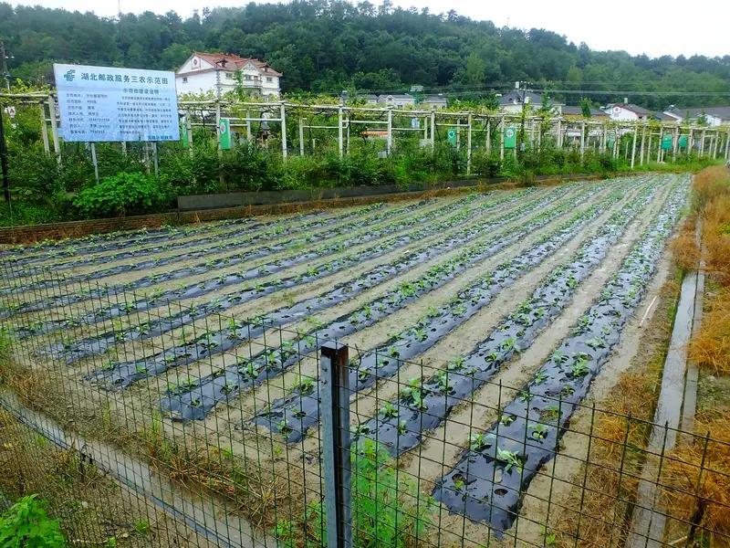 回家务农有前途吗？当然是有的，不过，不能只种那一亩三分地。如果抓住了这3个点，回