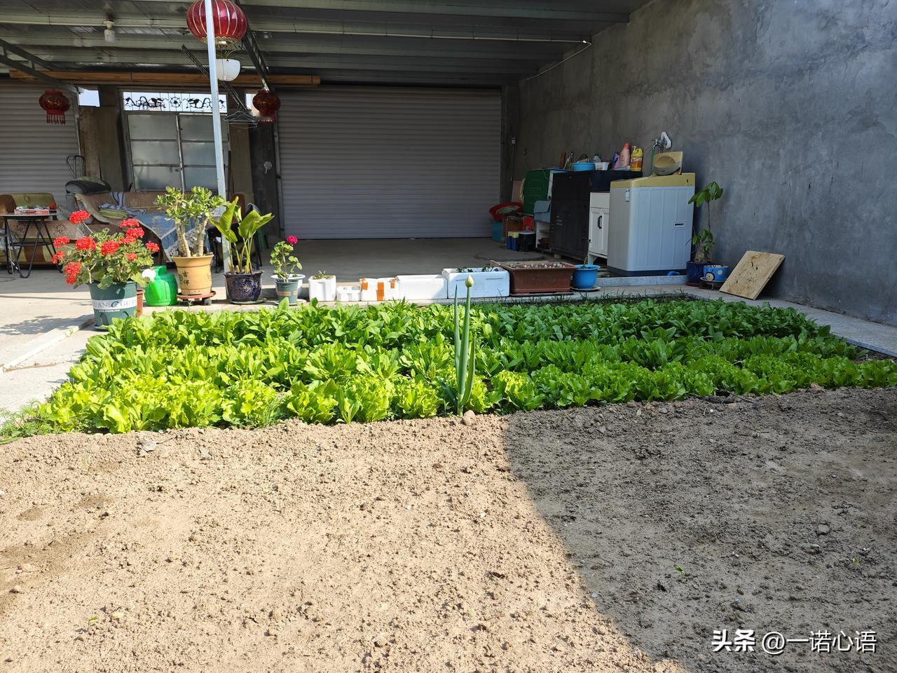 种了油麦菜、生菜、臭菜、小菠菜，吃不完，根本吃不完……
餐桌上天天固定的一道菜，