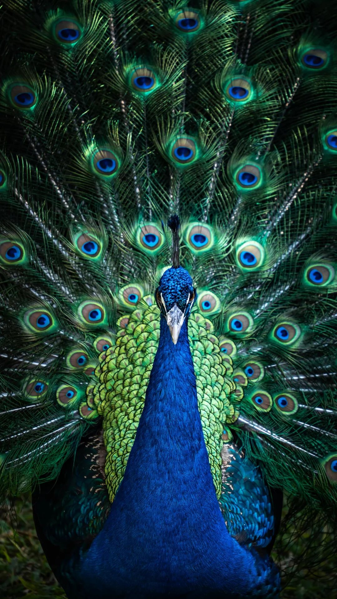 孔雀开屏🦚