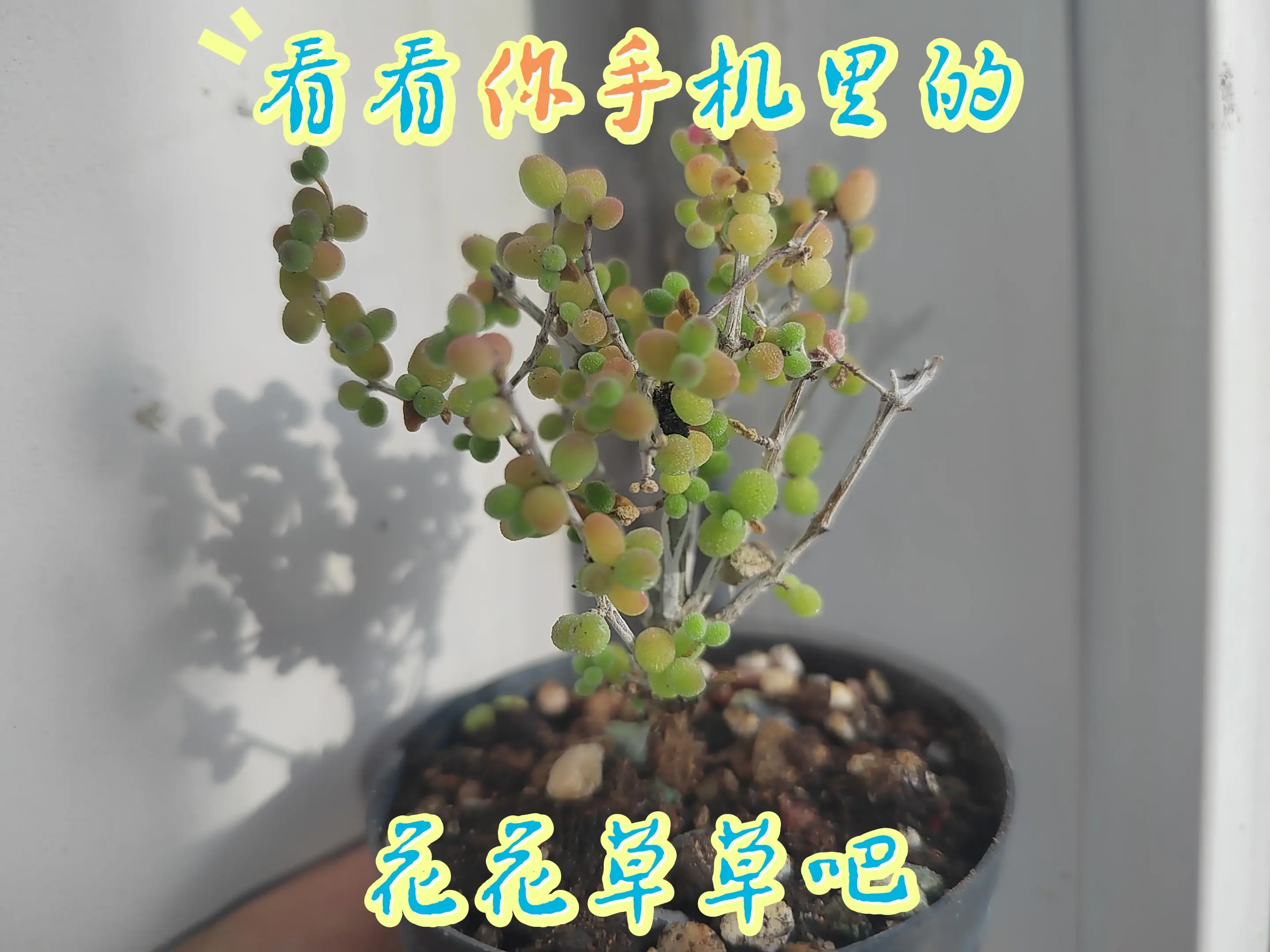 哎，这位女士，看看你手机里的花花草草！