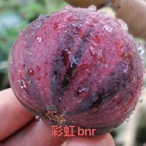 无花果爱好者雪姐