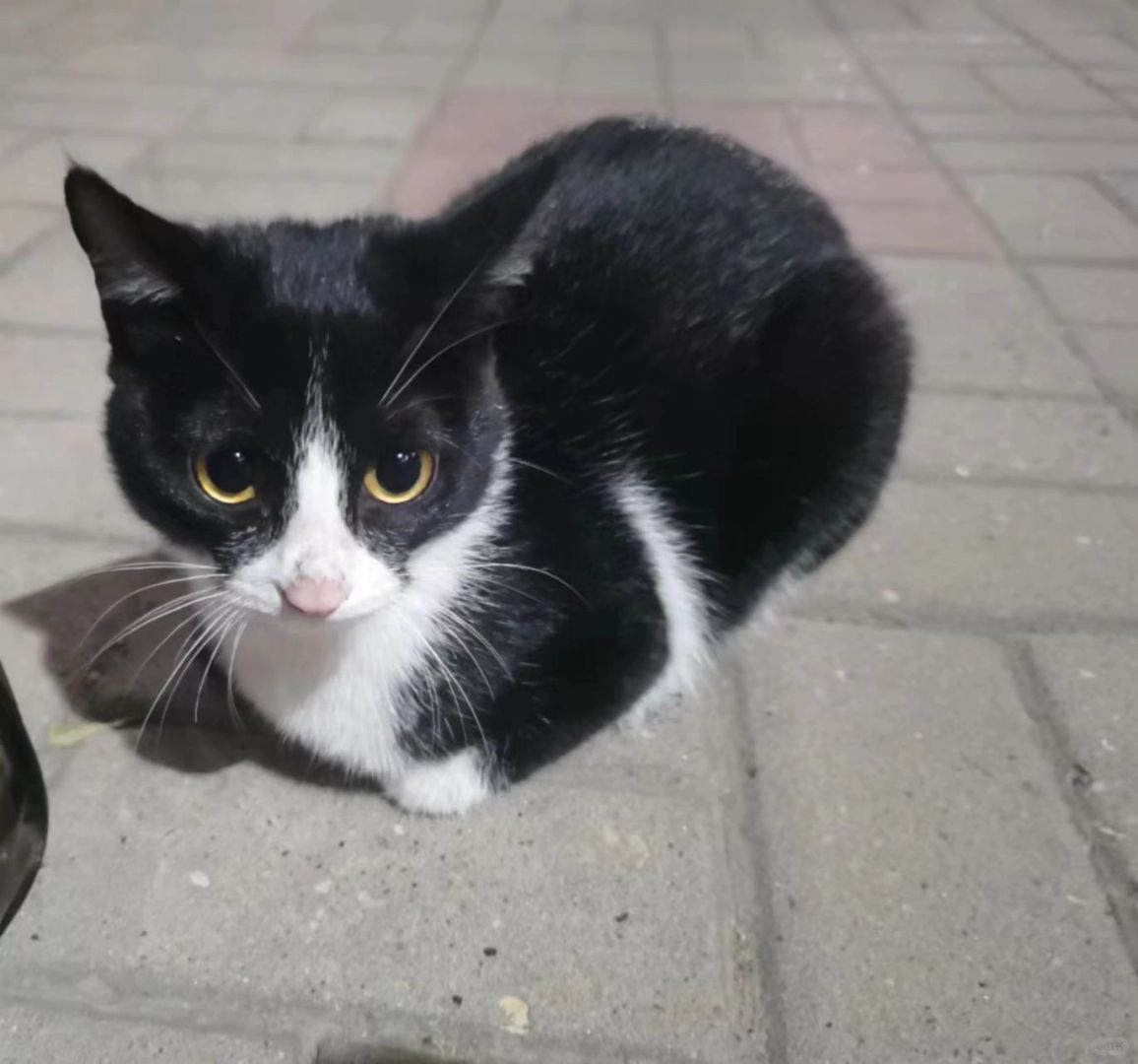 讣告——无名小猫三