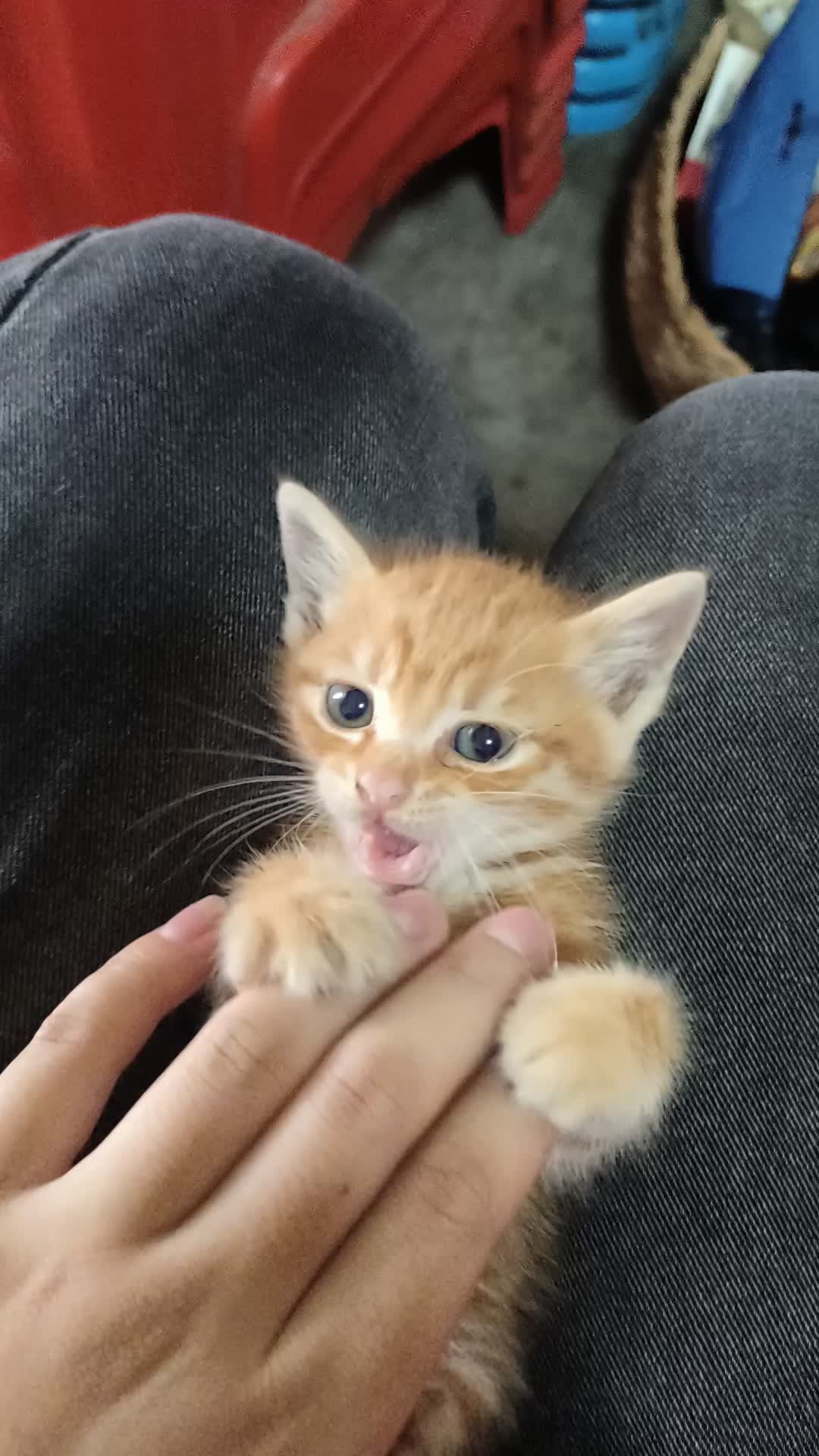 情绪稳定的魅力 世界和平远离战争 耐用   降龙十八掌 橘猫