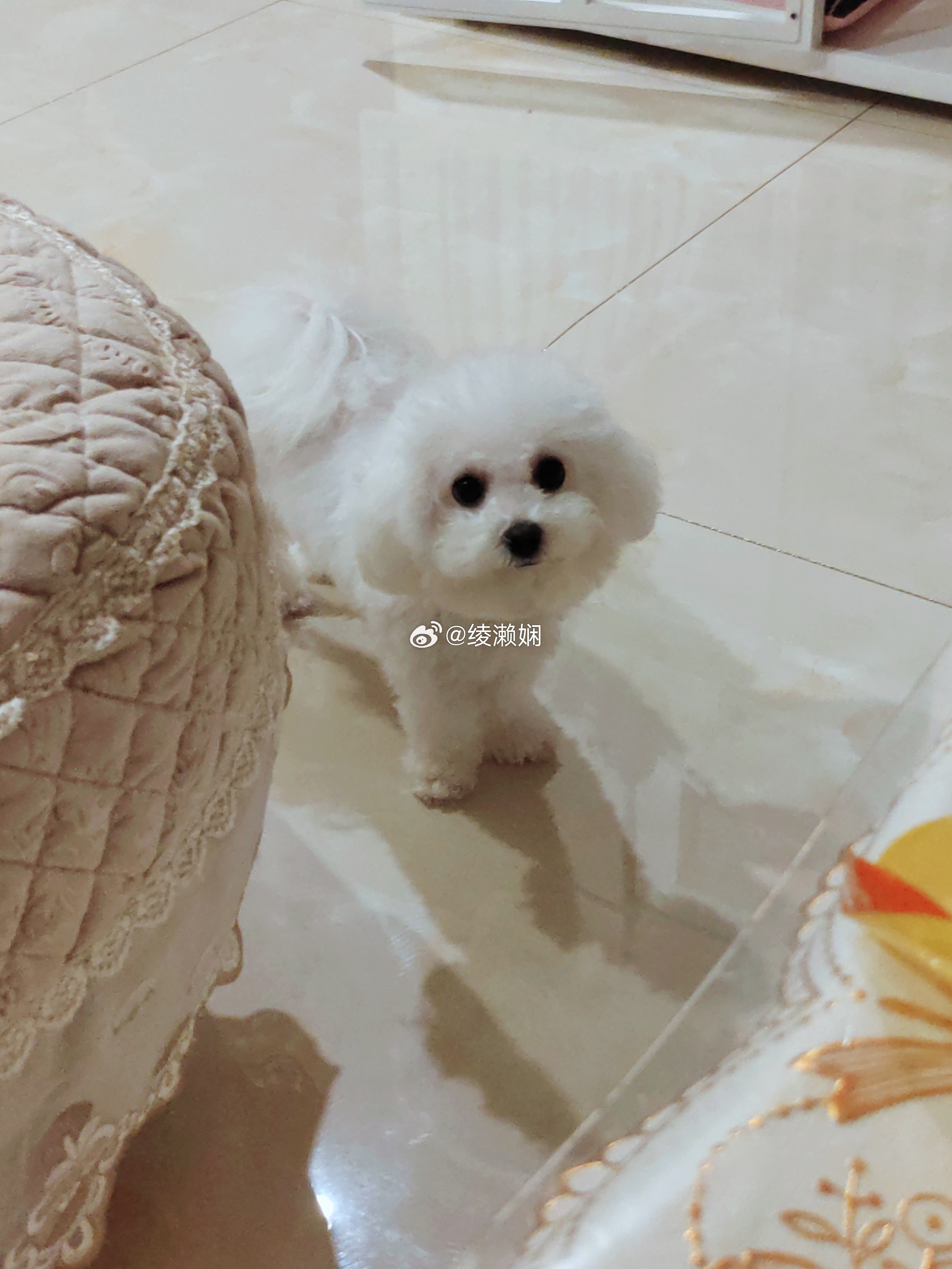 比熊[超话] 🐶圆头圆脑圆肚皮🐶是我家幸运小胖妹😘萌宠集中营每日萌宠打卡萌