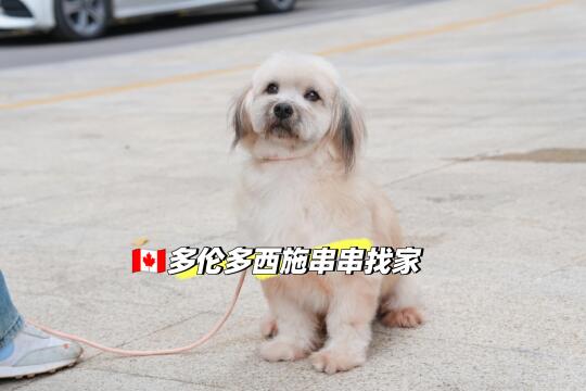 🇨🇦多伦多可爱小狗找麻麻啦