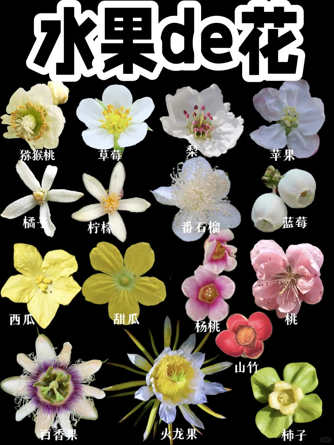 【水果的花】只要是花都超级美