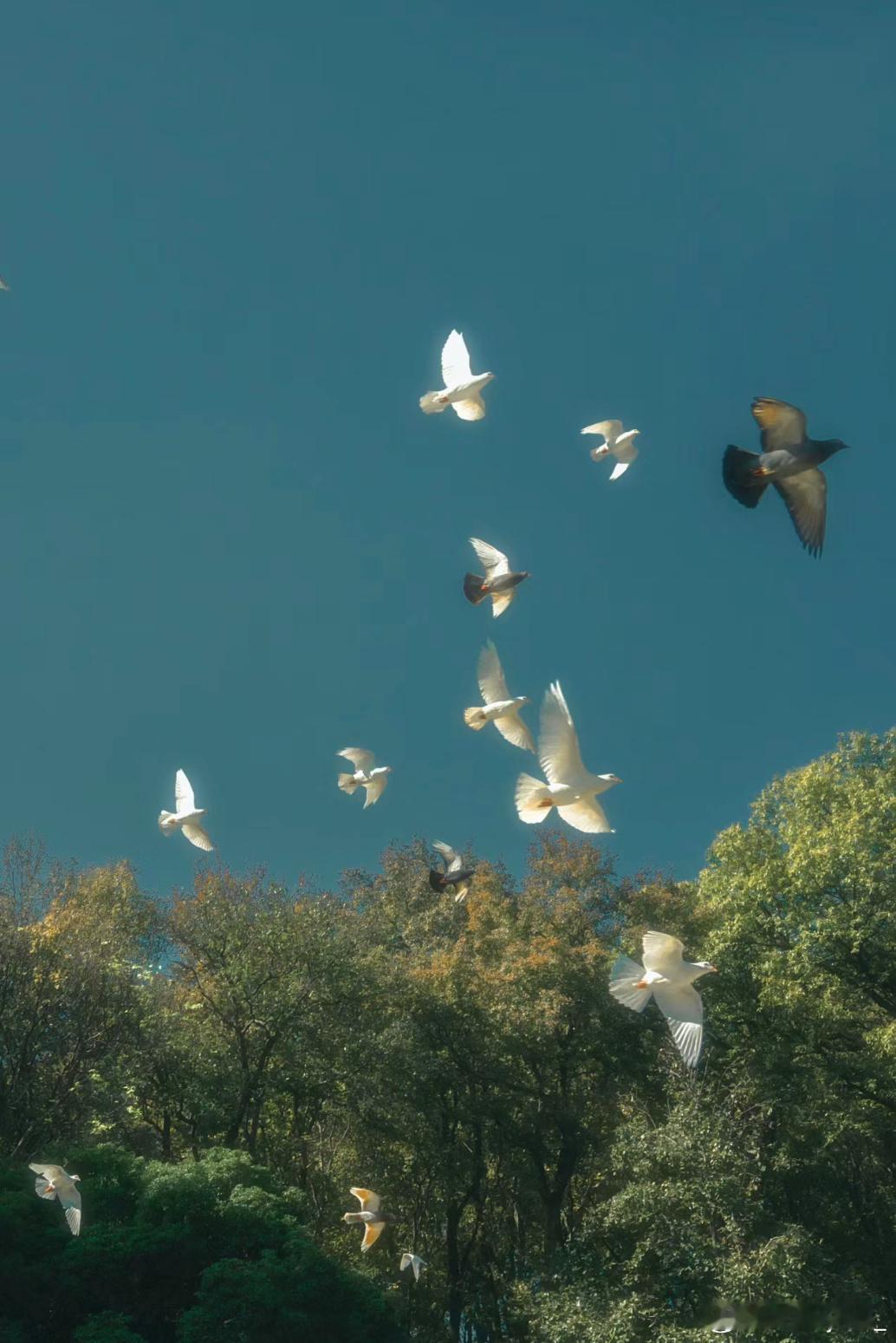 #见过最准确的对infp的概括# ​​​