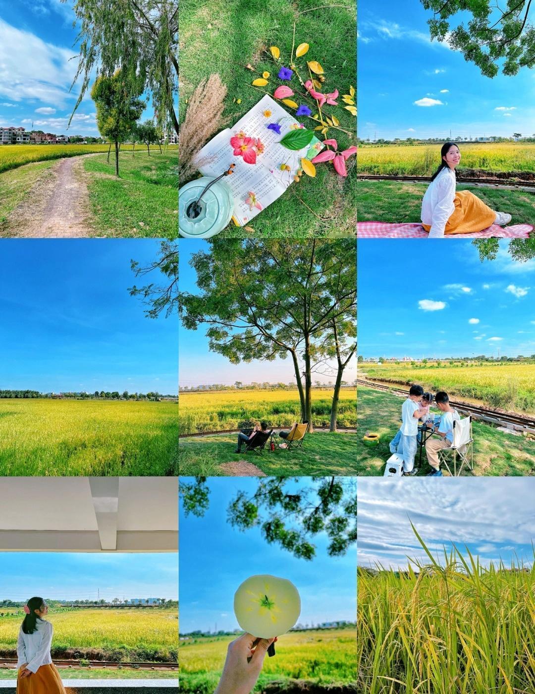 不用远行的稻田露营🌾佛山秋色美到犯规啦❗️
🖼Hello，我是黄妈妈～
🌾