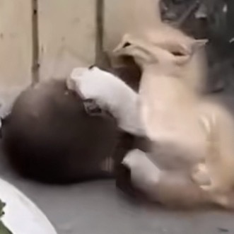 小猫基因觉醒瞬间变脸 猜猜咪有多大！ 