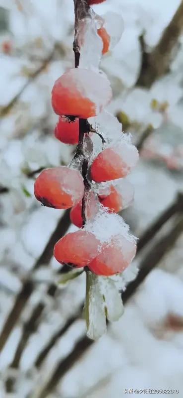 上联:春雾春雨春柳绿
下联:冬霜冬雪冬梅红