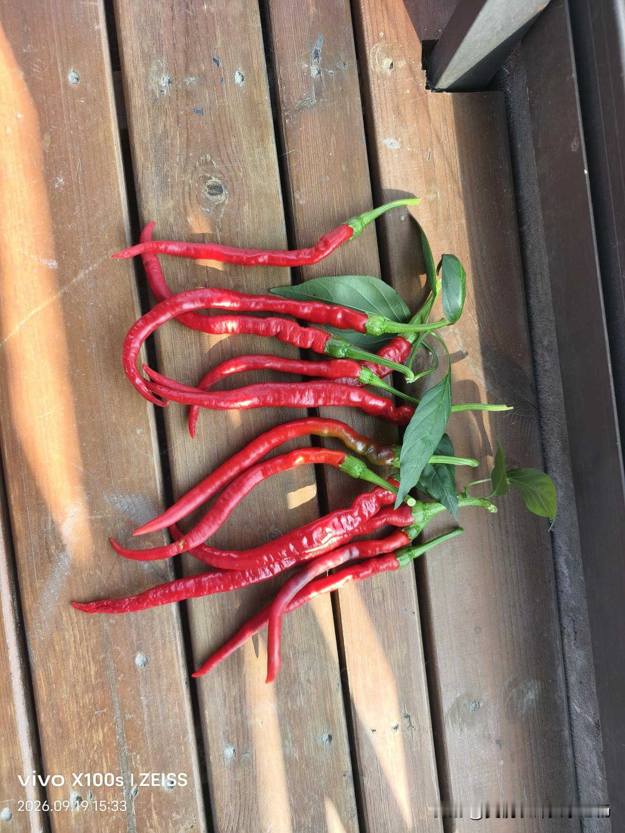 我种的辣椒🌶️
一分耕耘，一分收获。