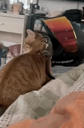 躲 猫 猫 