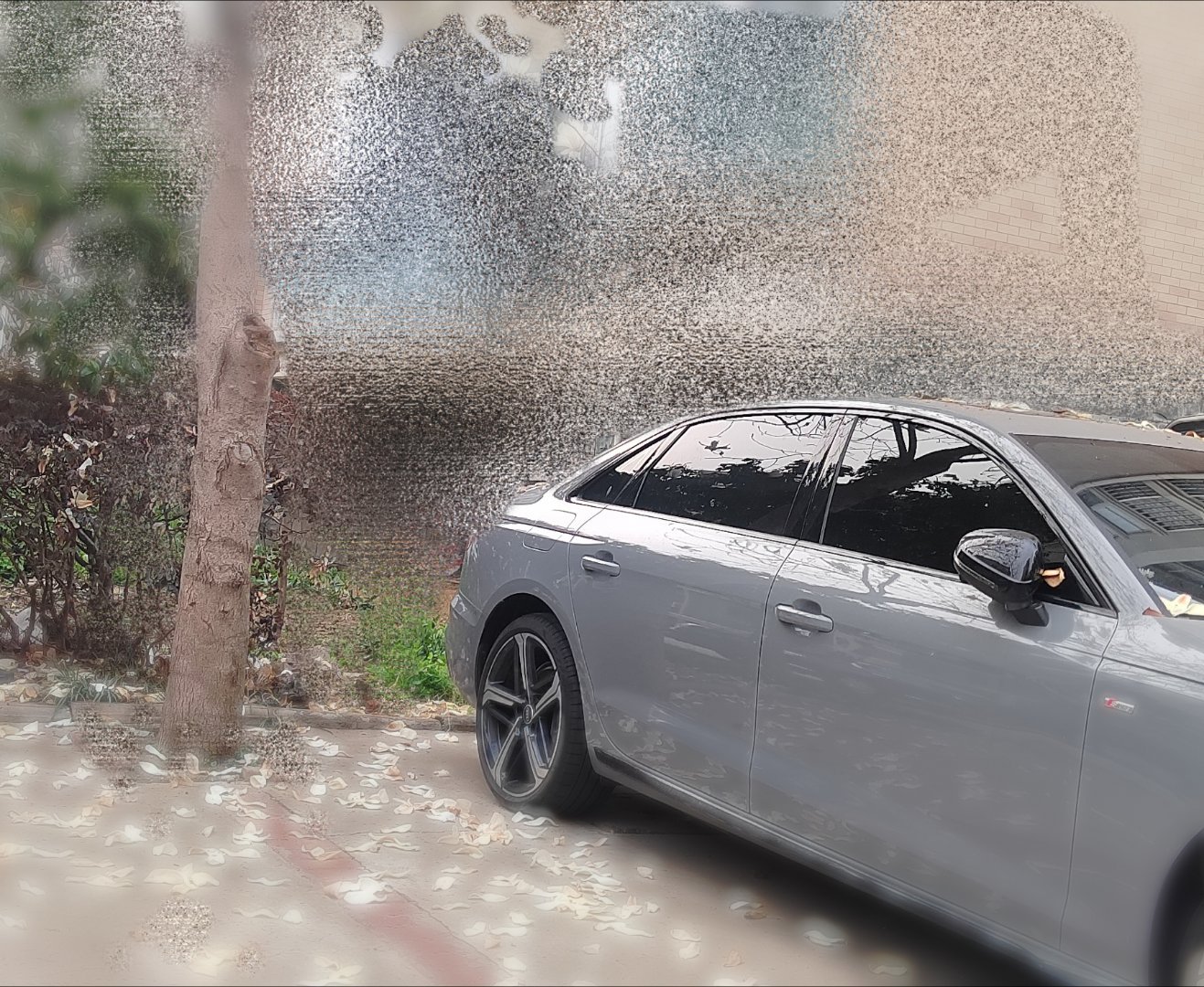 落英缤纷！我小车车好像都高级了呢不想开走！ 