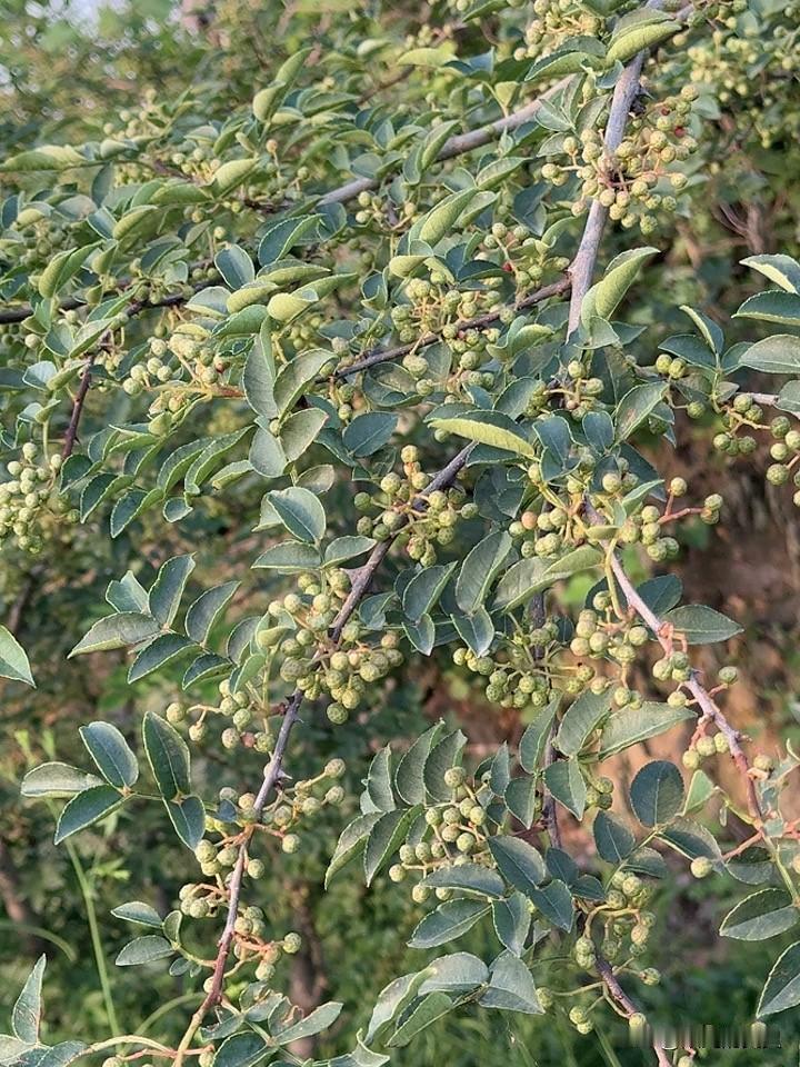 这个花椒马上就要成熟。颗粒已经长成了，就差变红。远远的看去有点红，到了跟前仔细一