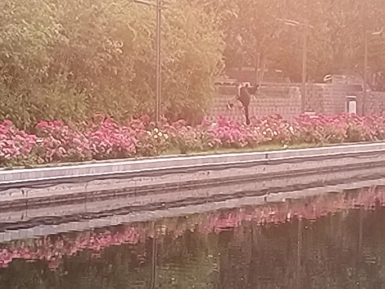 人造河边人造花，倒映在水中，像流血一样，大地在流血。大地疼在表面，我疼在心里！