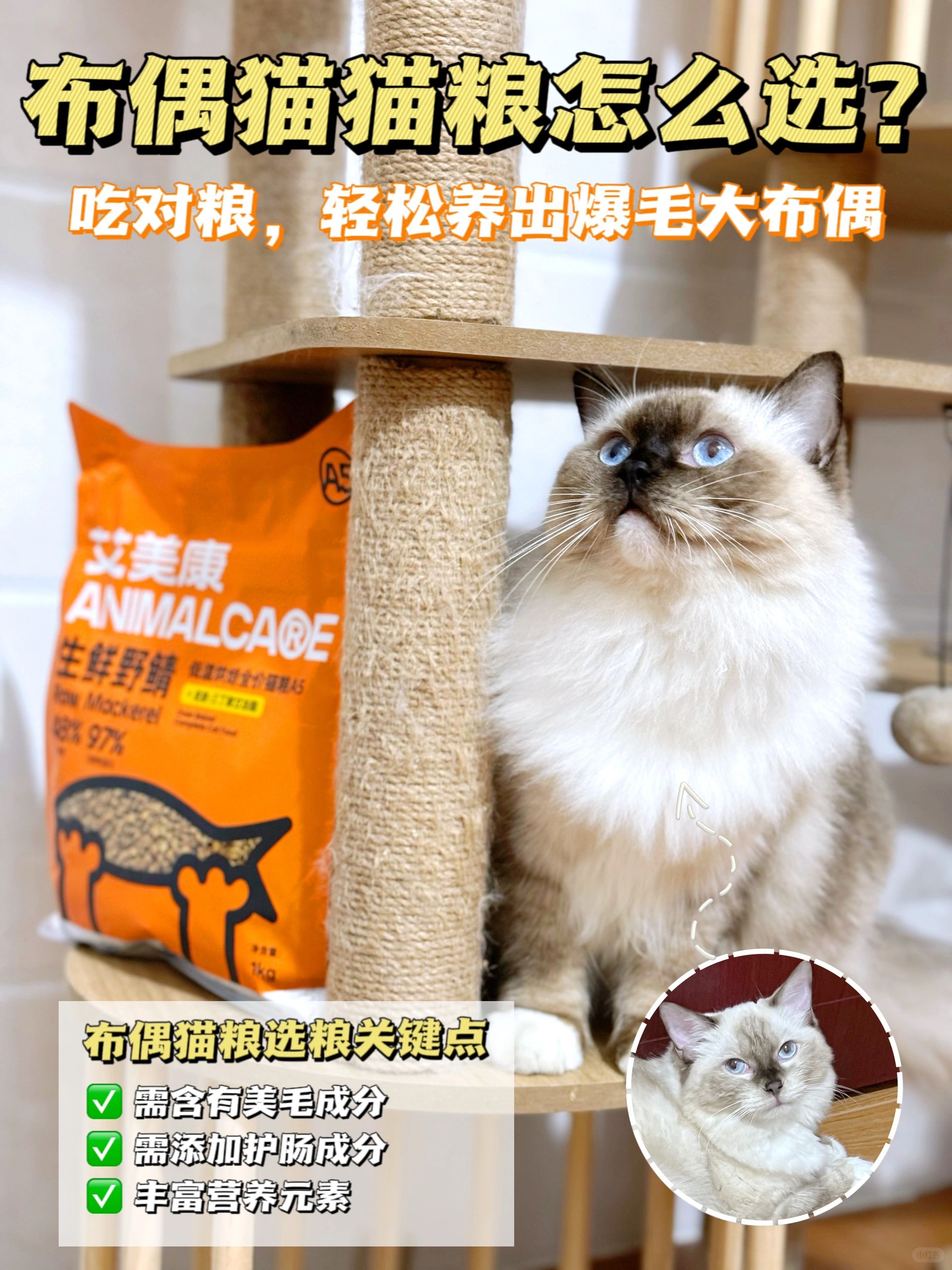 养布偶猫该怎么选粮🧐？养毛更得养胃