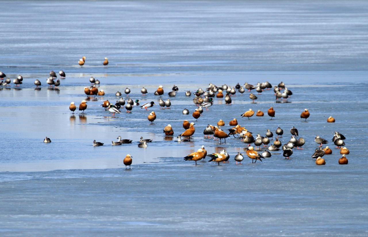3月12日，辽宁省沈阳市丁香湖迎来成群迁徙野生鸭类，赤麻鸭、绿头鸭、斑嘴鸭等。野