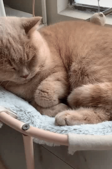 猫：怀里有粮，心中不慌[泪奔][泪奔][泪奔]