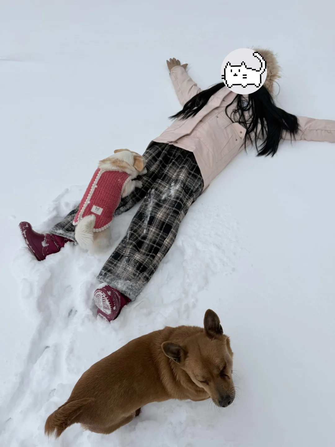 小狗和人类的狂欢！！！