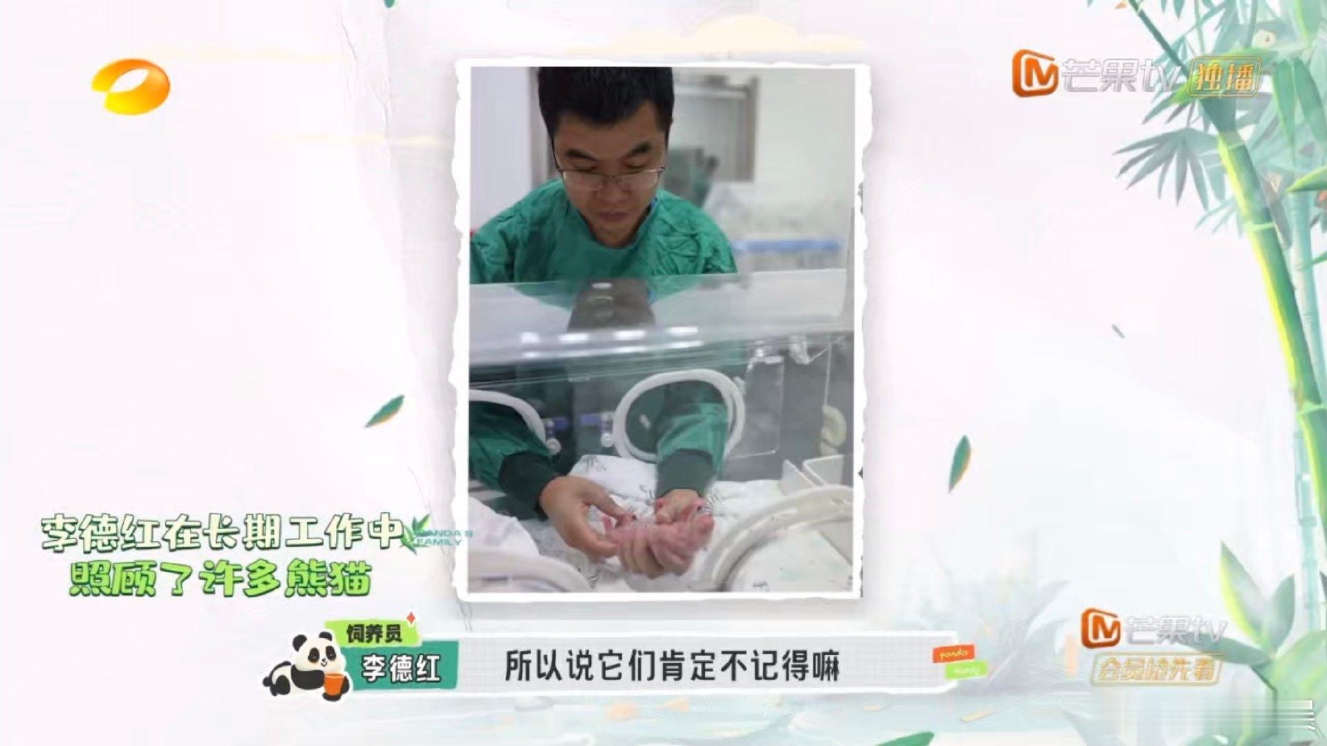 #熊猫认得自己的饲养员吗# 在大熊猫眼中，饲养员不仅是照料者，更是它们的伙伴。即