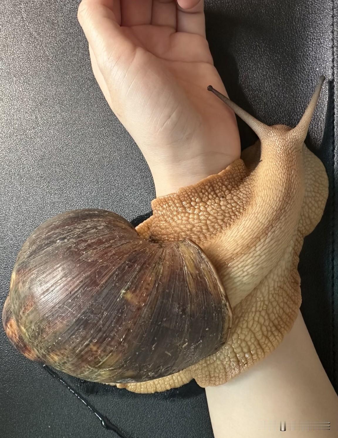 好大一只蜗牛🐌有没有人知道这是哪里的品种？