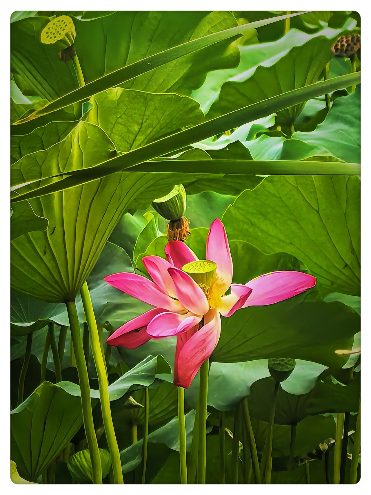 分享一张随手拍的花。九月四日，紫竹院公园观荷花