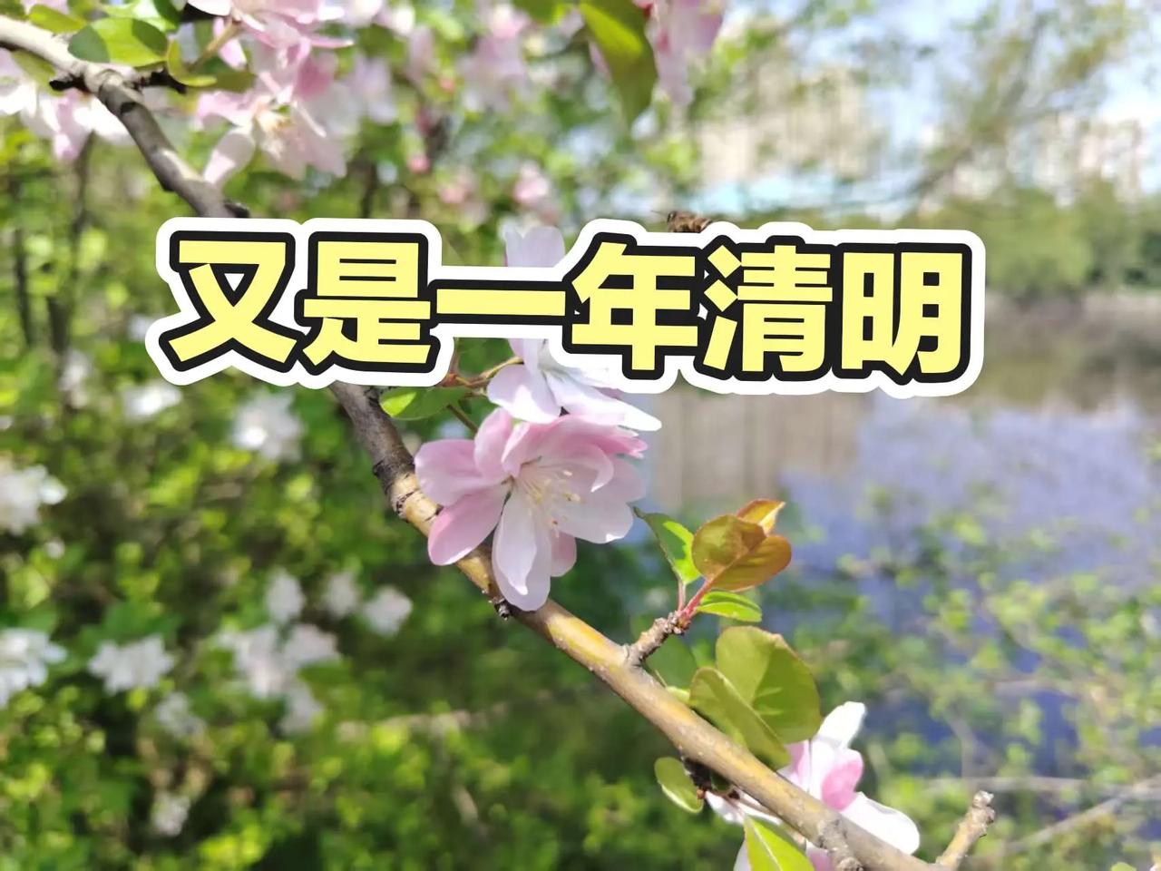 又是一年清明。植物科普 用一张照片证明你是花友 我为大自然代言 清明