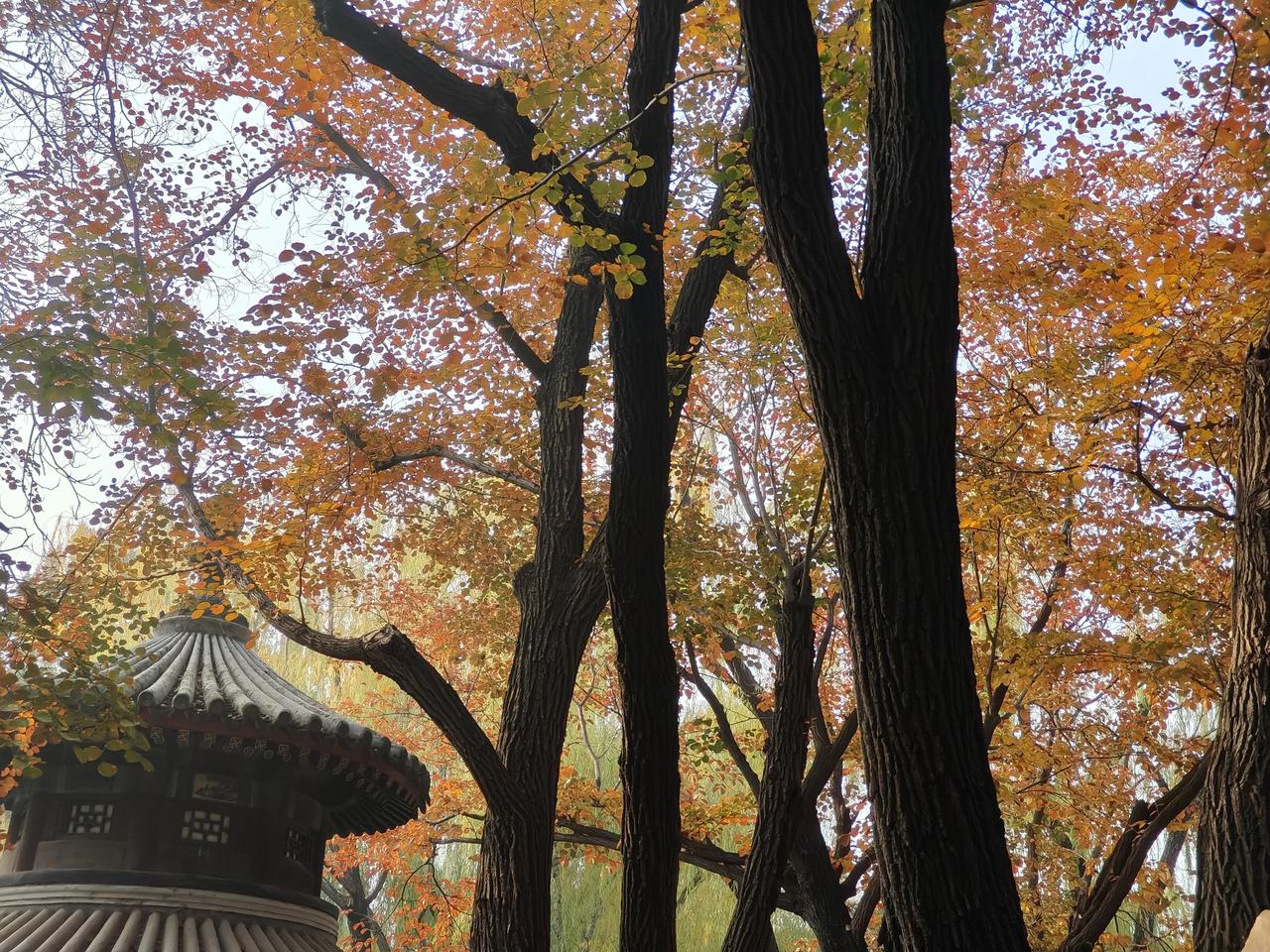 颐和园谐趣园秋景正美，后湖有点凋零了。美景时间太短了，尽管今天雾霾很大，依然有不