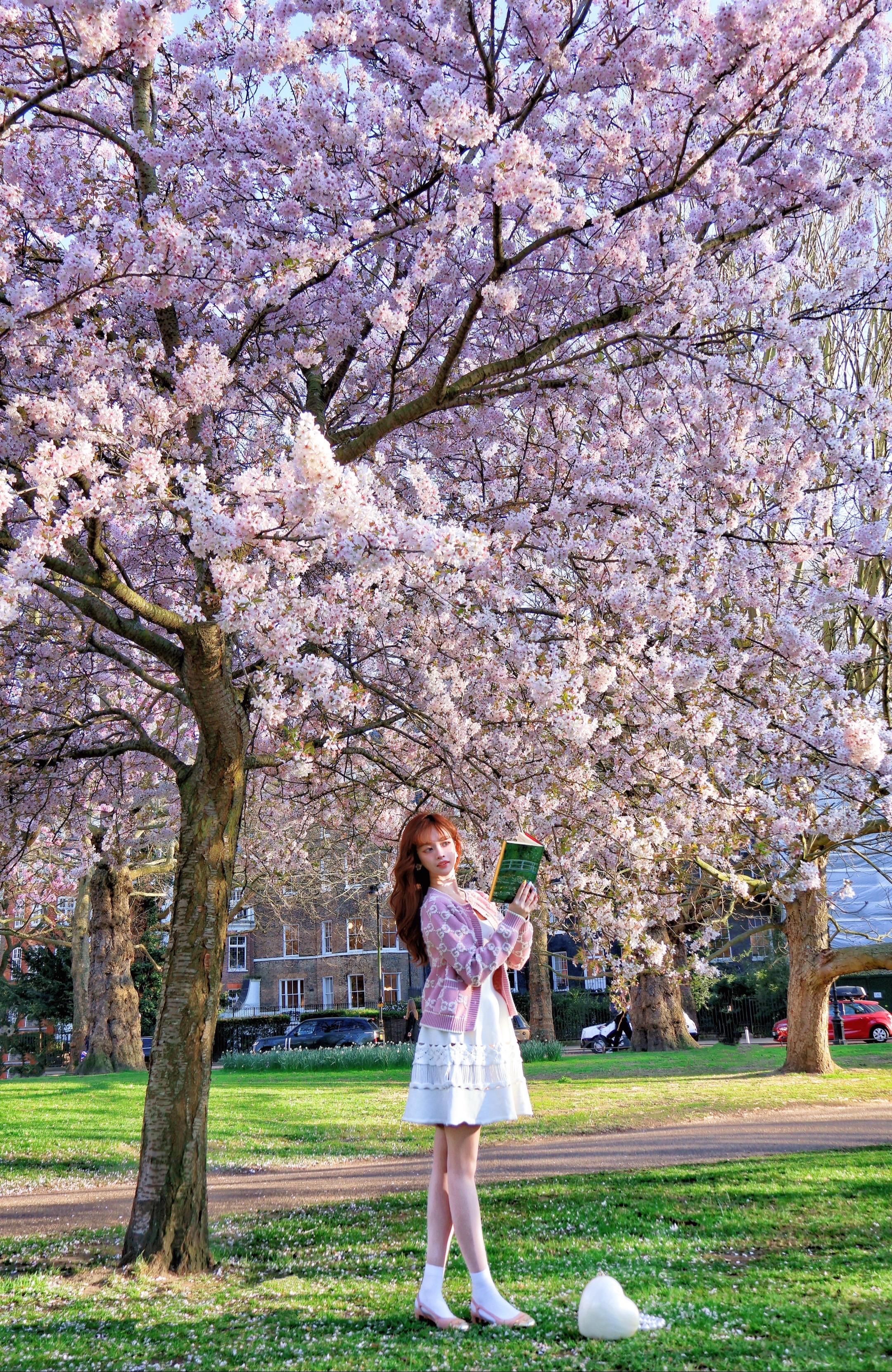 除了春天爱情和樱花