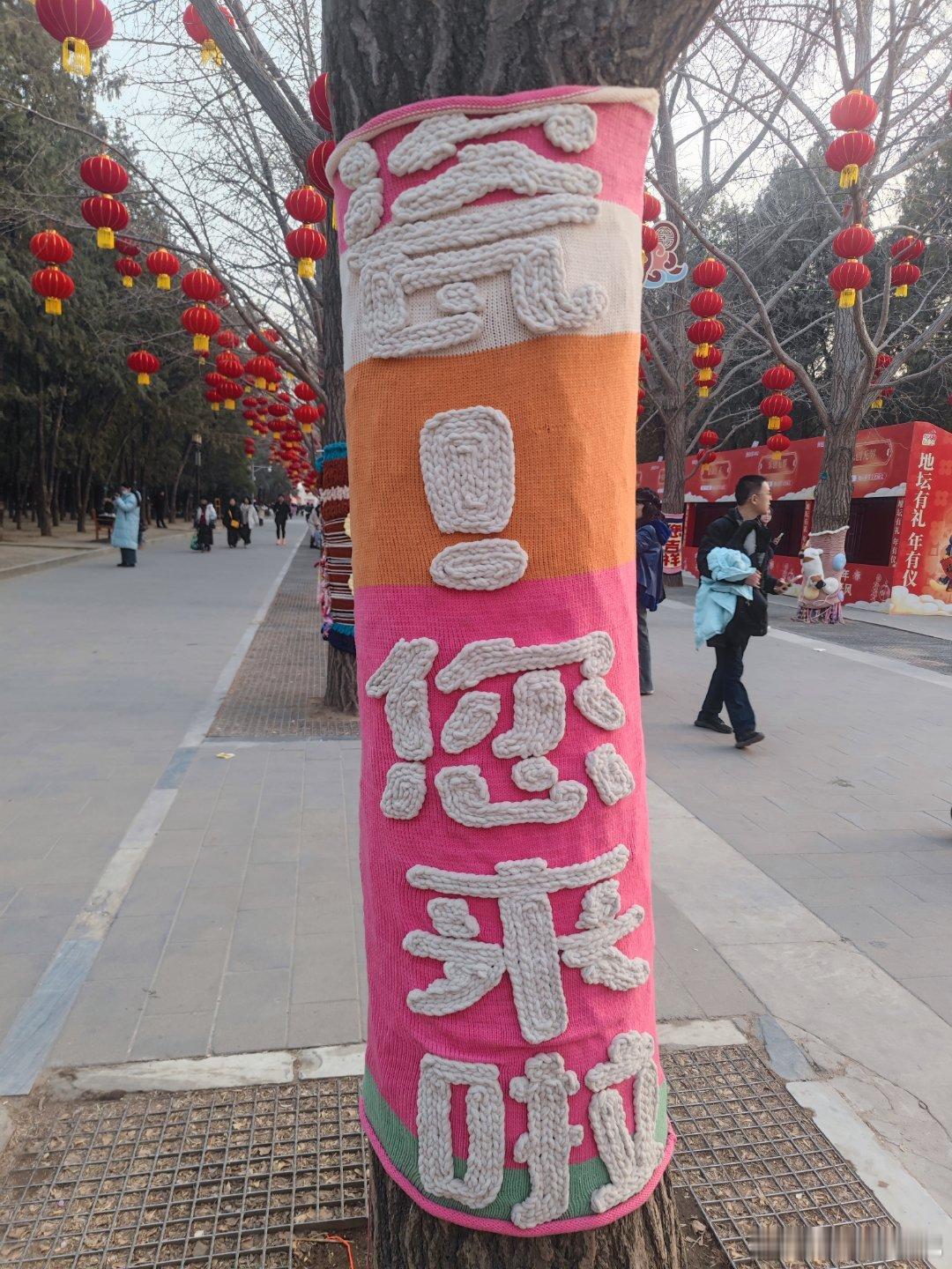 地坛公园毛衣树  摄影