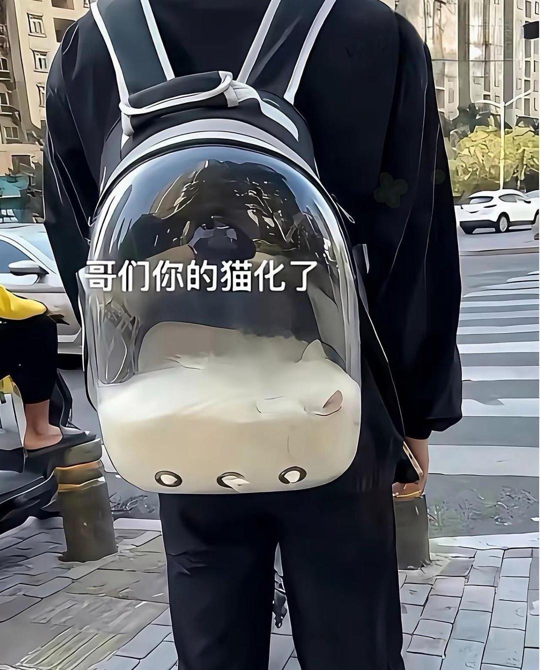 大哥你的猫…化了 