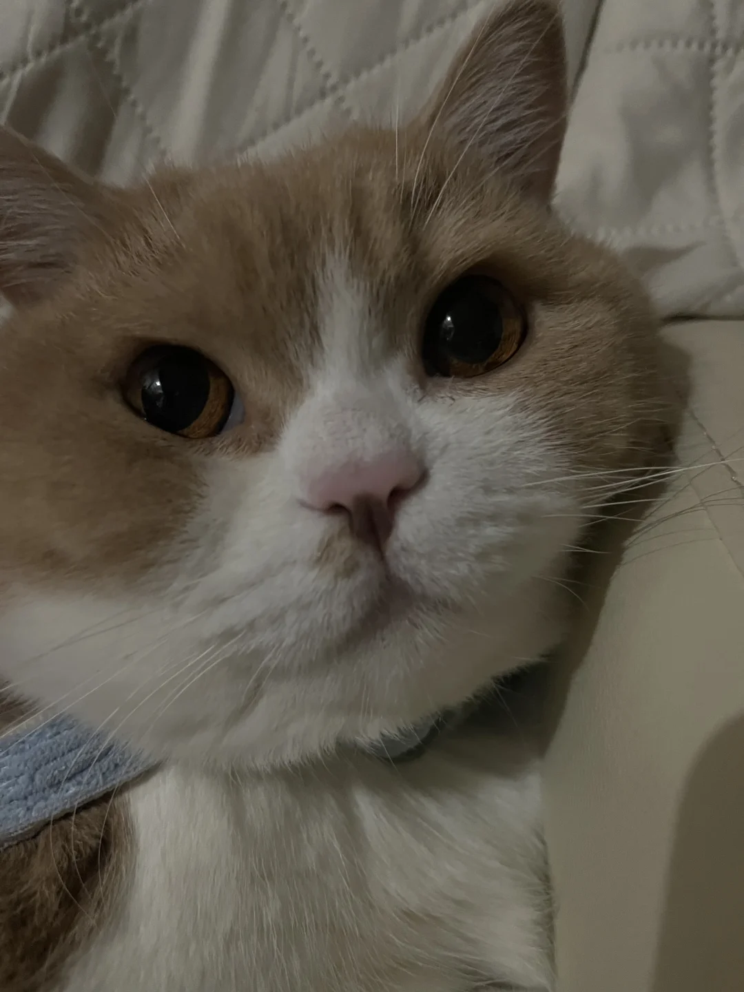 晚安💤小猪