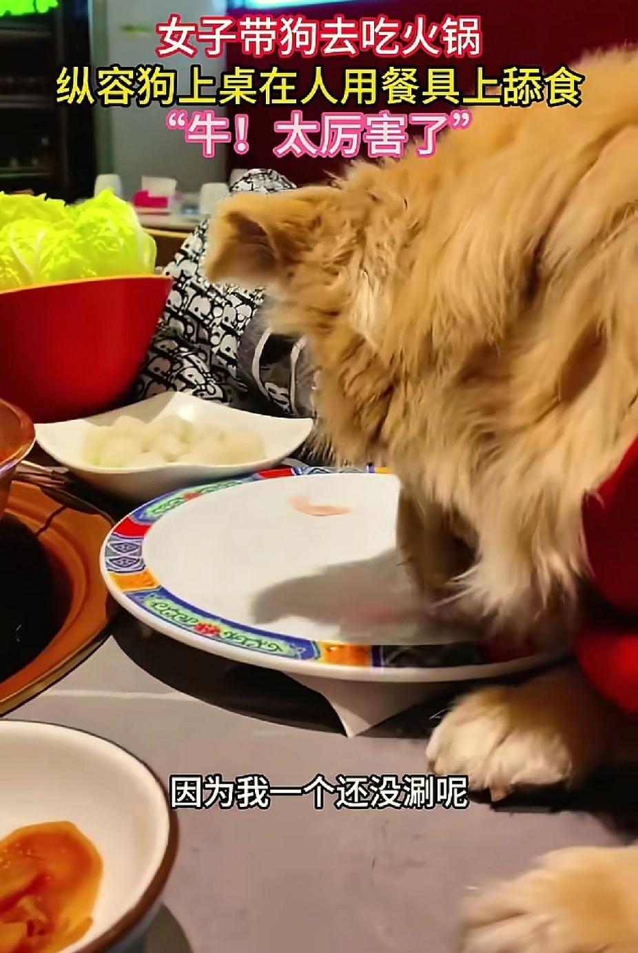 最近宠物狗的热搜也是一波接一波
这又来一个，主人去店里吃火锅，狗也得陪着，不仅陪
